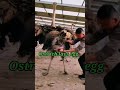 Ostrich Egg Ostrich Laying Eggs Viral Video