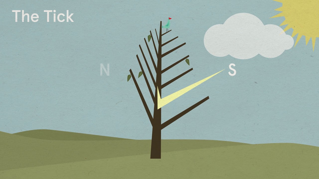 Using Trees as a Compass - The Tick Effect
