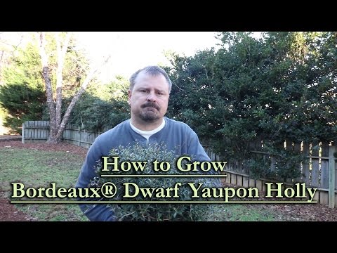 How to grow Bordeaux® Dwarf Yaupon Holly (Burgundy-Red WInter Foliage)