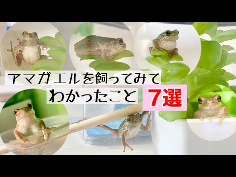 リトリア ゲニマキュラータ