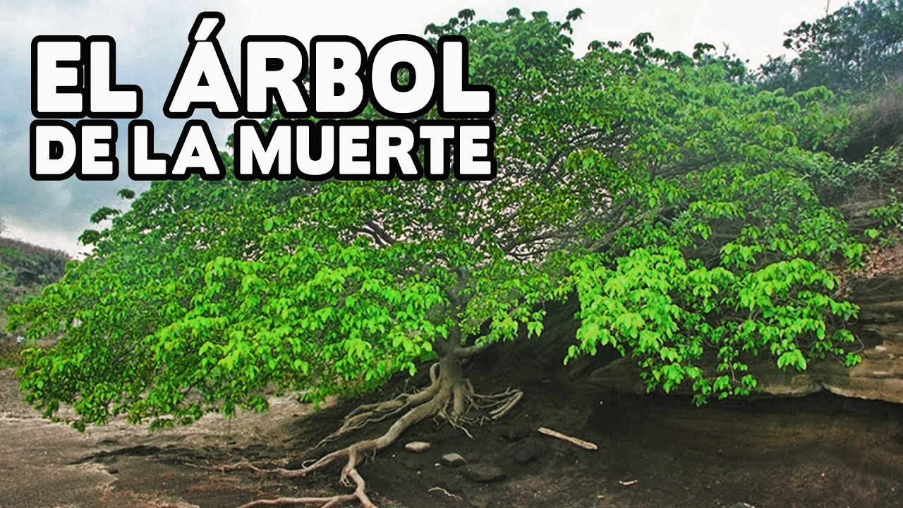 Veneno Extraa­do De Un Arbol Usado Por Inda­genas