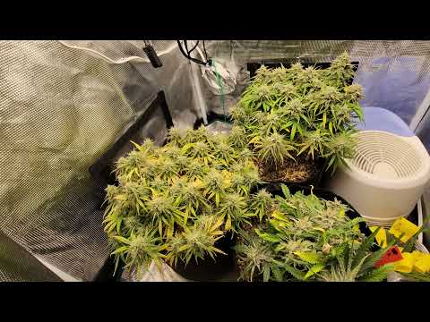 Grow with Me (Day 59) - Adjusting Humidity for Mid/Late Flower