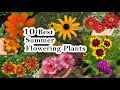 Best Summer Flowering Plants Heat Tolerant Summer Season Flowers Sunloving Flowers