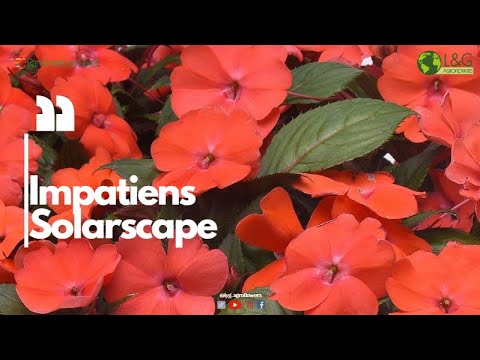 Nueva variedad 2024 Solarscape XL/ Impatiens nueva Guinea / Alegría Guineana