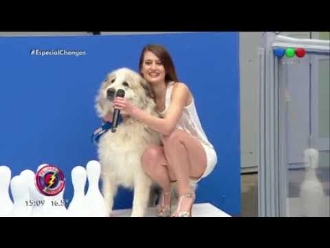 "Especial Chongos" una competencia de pura raza - Peligro Sin Codificar 2017