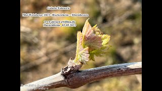 Galerie Fotoserie 2023 Mai Weinberge Hackenheim Rheinhessen