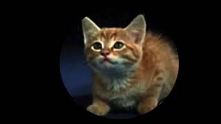 Mimsie the Kitten Video Footage: Different Meow
