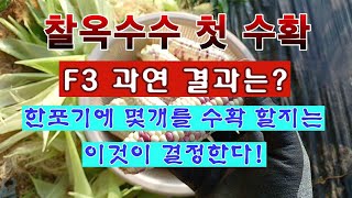 [텃밭농부 1,990]  F3 찰옥수수 첫수확. 한포기에 수확량은 이것이 결정한다! #옥수수재배