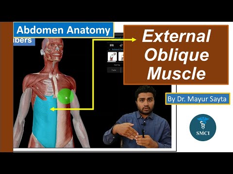 External oblique Muscle | Abdomen Anatomy