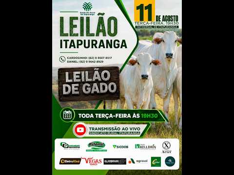 Leilão do Sindicato Rural de Itapuranga -11/08/2026 | Leilão ao Vivo - Leilão de Gado