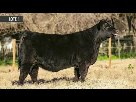 Filha de ZORZALITO na La Rubeta - ANGUS