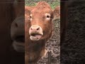 Guy Mimics Cow S Tongue Movements