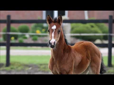 Stutfohlen 2021 von Bonds - Danciano - Quaterback