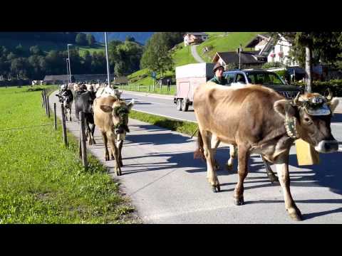 Alpabtrieb Bregenzerwald 08.09.2015