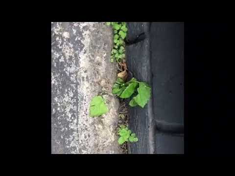 Basement Crickets Bother Homeowner in Manchester Township, NJ