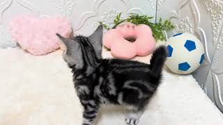 アメリカンショートヘアの動画01