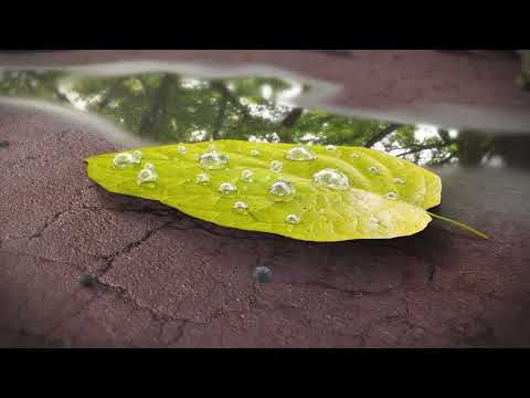 Realistic leaf on the ground | Blender 3D close up animation