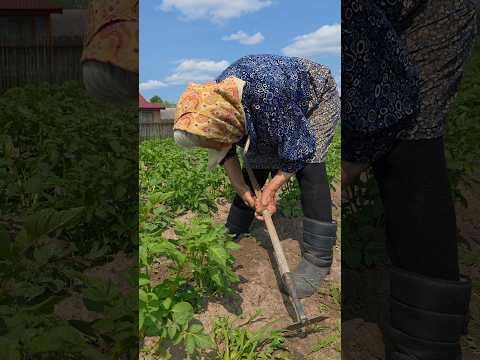 Happy old age and hard work in the fields.#village #grandmother #villagelife