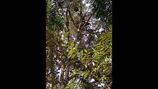 Download lagu Hasil dari pemupukan ecofarming pada pohon durian Montong mp3 Download lagu Hasil dari pemupukan ecofarming pada pohon durian Montong mp3