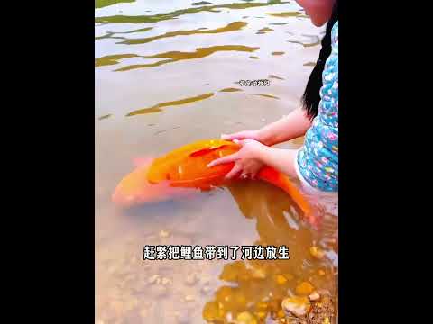 好心女子救鲤鱼后放生，竟然遇见鱼跃龙门报恩！