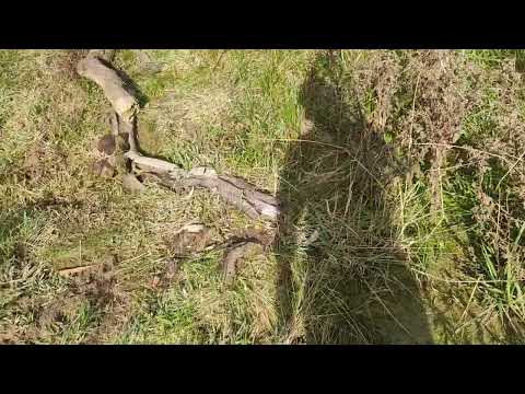 Oceanía del Polonio 21 de junio de 2025_3