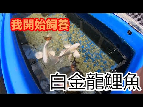 白金蝴蝶龍鯉飼養方法
