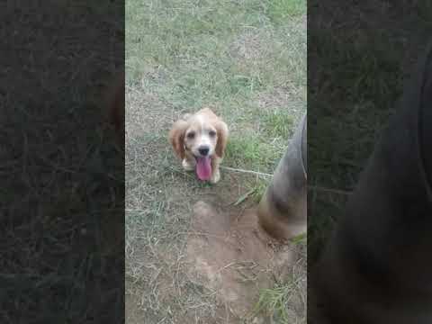 Cómo cuidar a sus perritos???🐶🐶🐶