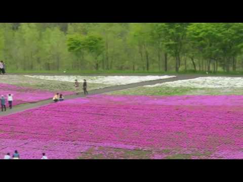 ichikai flower park-japan