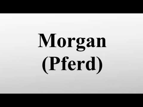 , title : 'Morgan (Pferd)'
