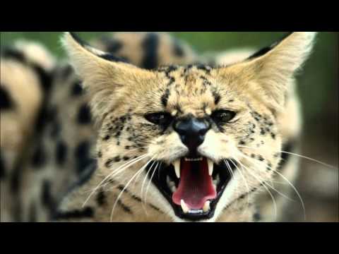 Simon Patterson, Blazer VS. Ummet Ozcan- Contracube (Dave Correa Mash)