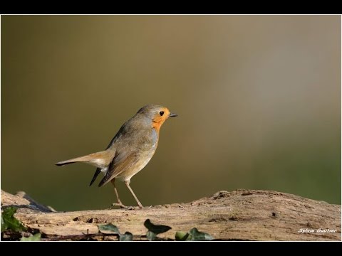 Petits passereaux en hiver - Documentaire animalier