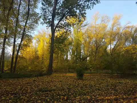 čápi už nemaj stání   3 11 2019