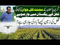 Green Pakistan Story How Thal Is Being Transformed Into Fertile Land Four Provinces Connection