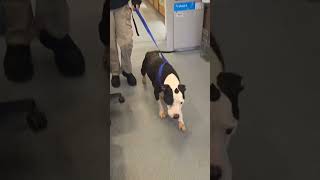Video preview image #1 Great Dane-Unknown Mix Puppy For Sale in Spotsylvania, VA, USA