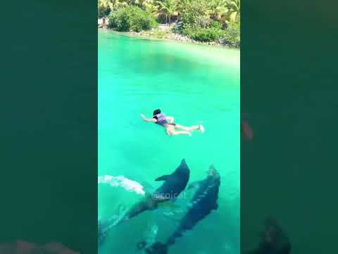 Drôles de dauphins