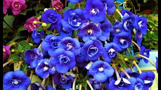 Этот Эффектный Цветок Затмит Цветением даже Петунию! Цветет ВСЕ ЛЕТО по октябрь