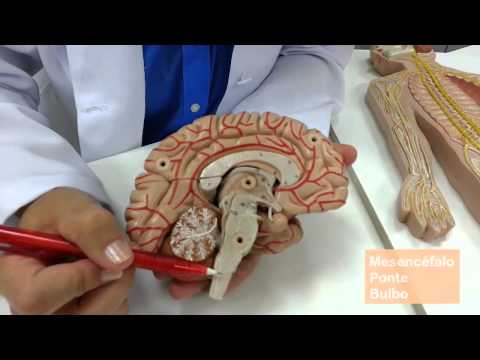 Sistema Nervoso: divisão anatômica