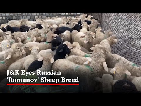 , title : 'Jammu And Kashmir Eyes Russian 'Romanov' Sheep Breed'