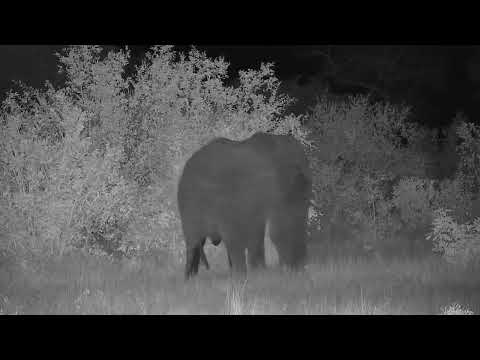 Djuma: Lone Elephant bull walks through Open Area - 00:25 - 04/02/2022