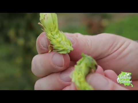 Il luppolo e la filiera corta