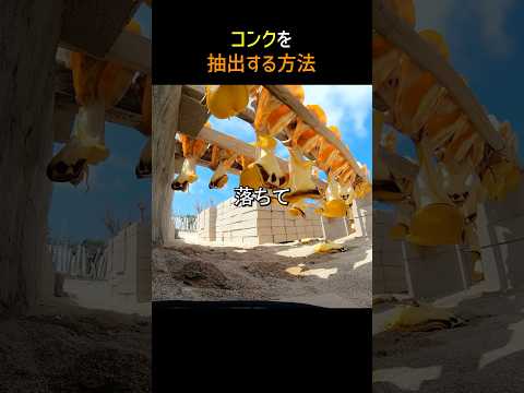 コンクを抽出する方法