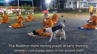 Adorable puppy being played around Thai monks when they joined prayer at early morning, บทสวดมนต์ไทย