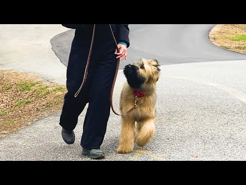 Puppy Training, Brie, Briard: Teaching Puppy To Loose Leash Walk | Equipment | Blairsville GA