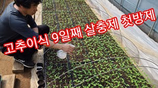 고추이식 9일째 칼라병 주범 총채벌래 살충제 첫 방제 귀농,귀촌 전원일기,텃밭