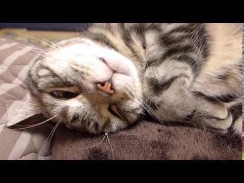 Kelvin Koslow,  a cat who sleeps with a pillow as usual clip6