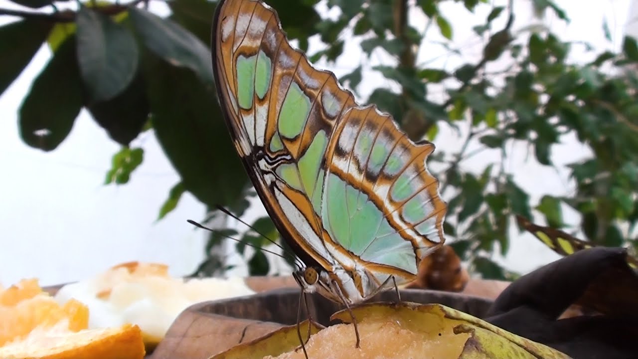 Siproeta stelenes Malachite butterfly feeding close up showing green and black wings on fruit in butterfly house