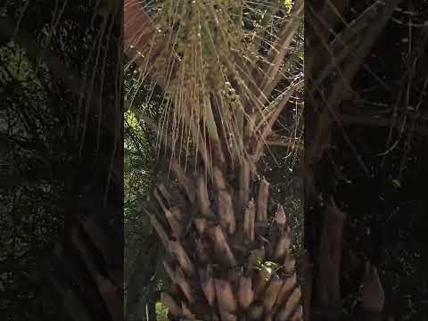 Tupanciretã Rio Grande do Sul Brasil