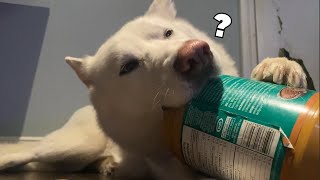 Peanut Butter Showdown: Can My Husky Win the Cleaning Battle? 🥜🐕