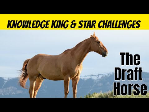 Draft the Horse song for Kids
