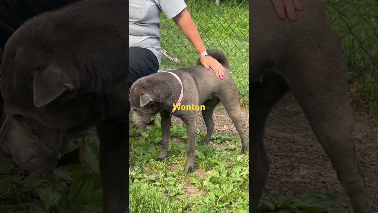 Enlarge WonTon, a Adoptable Shar-Pei in Yonkers, NY video 3/6